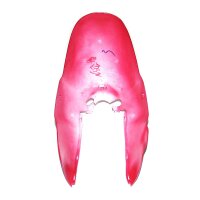 Teil 4 - Schutzblech / Fender in cherry rot (B-WARE)